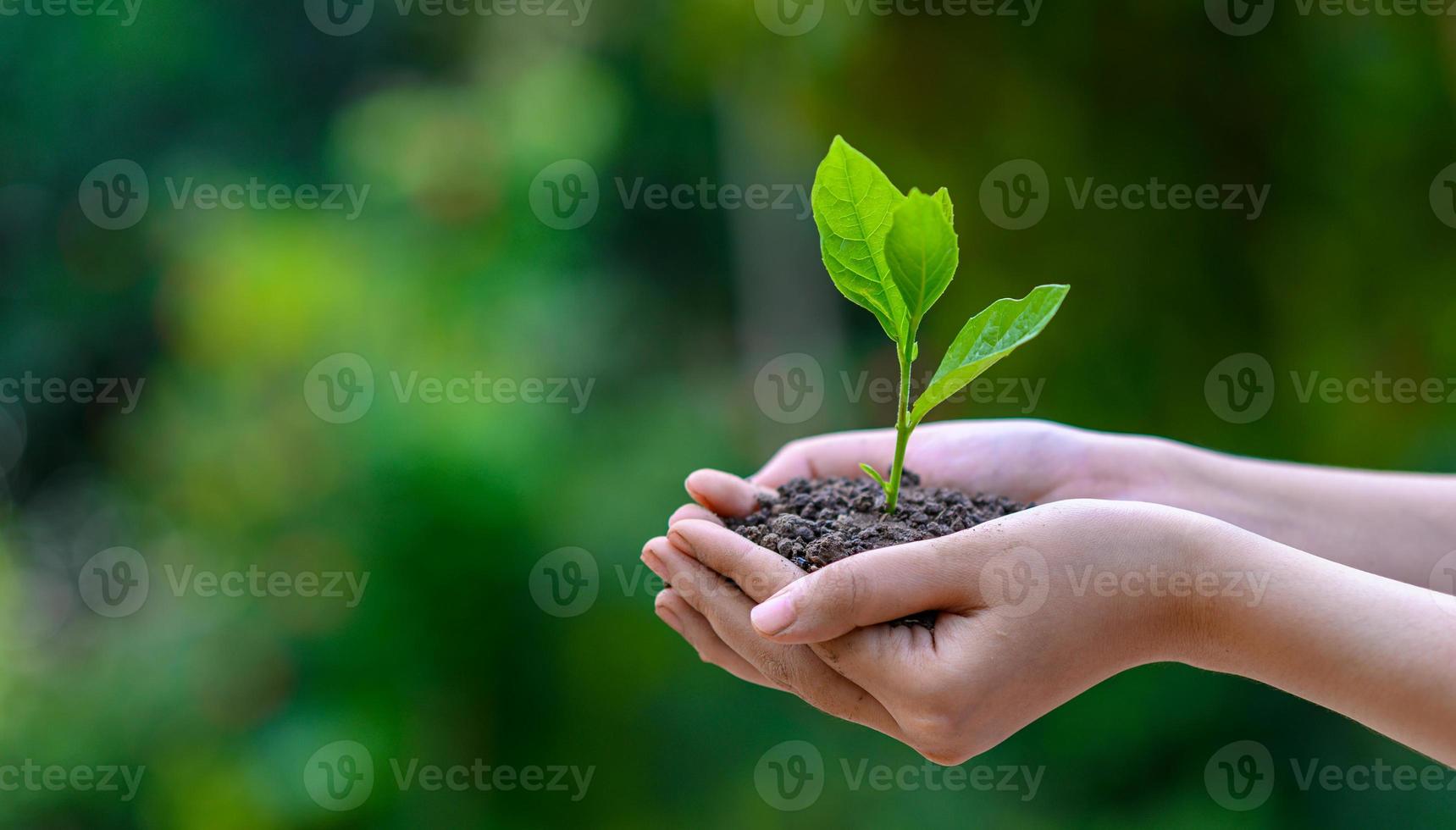 meio ambiente dia da terra nas mãos de mudas de cultivo de árvores. bokeh fundo verde feminino mão segurando uma árvore no campo natureza grama foto