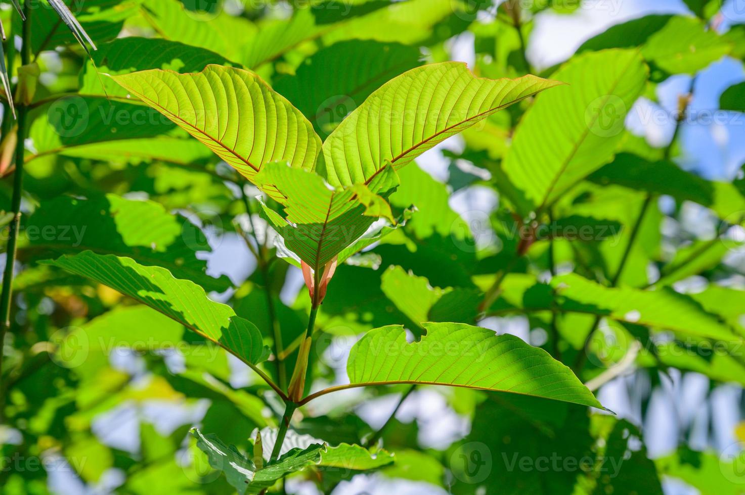 kratom mitragyna speciosa green é um tipo de droga foto