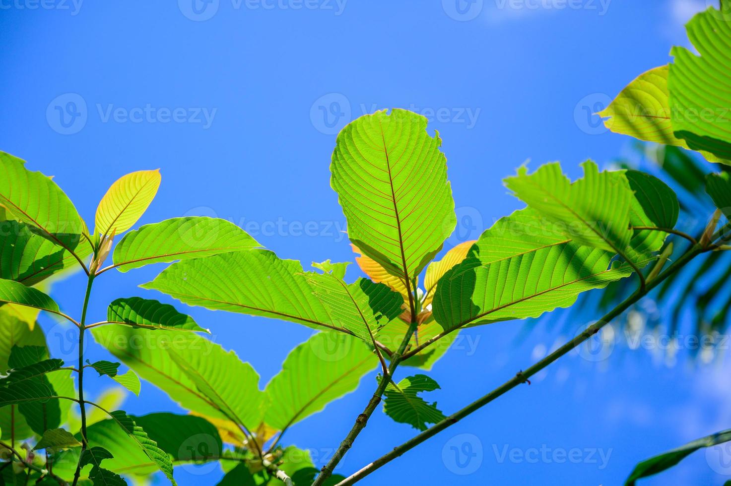 kratom mitragyna speciosa green é um tipo de droga foto