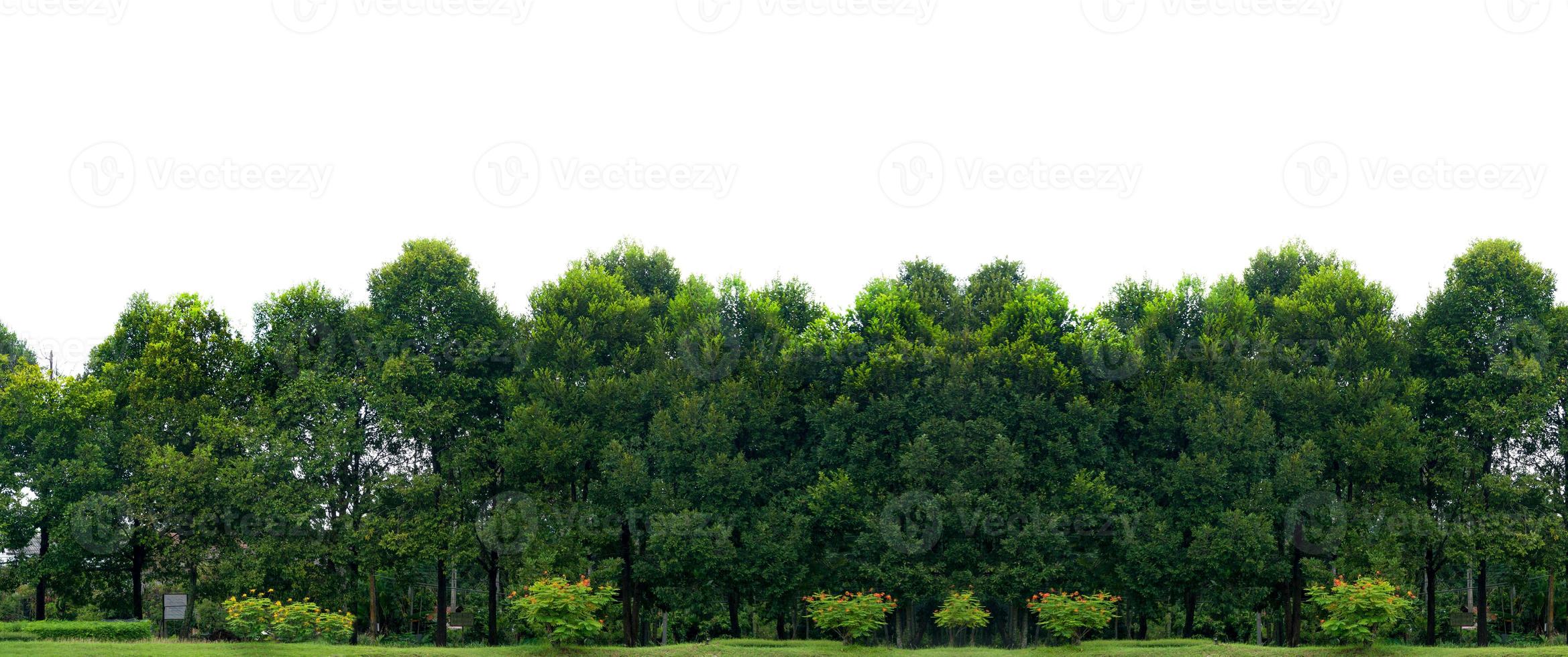 banner de fundo branco de árvore panorâmica foto