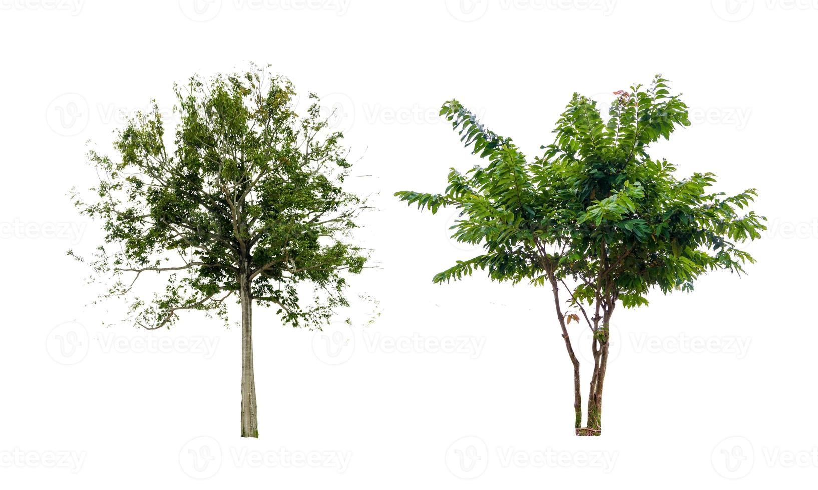 árvores isoladas em um fundo branco dois antes foto