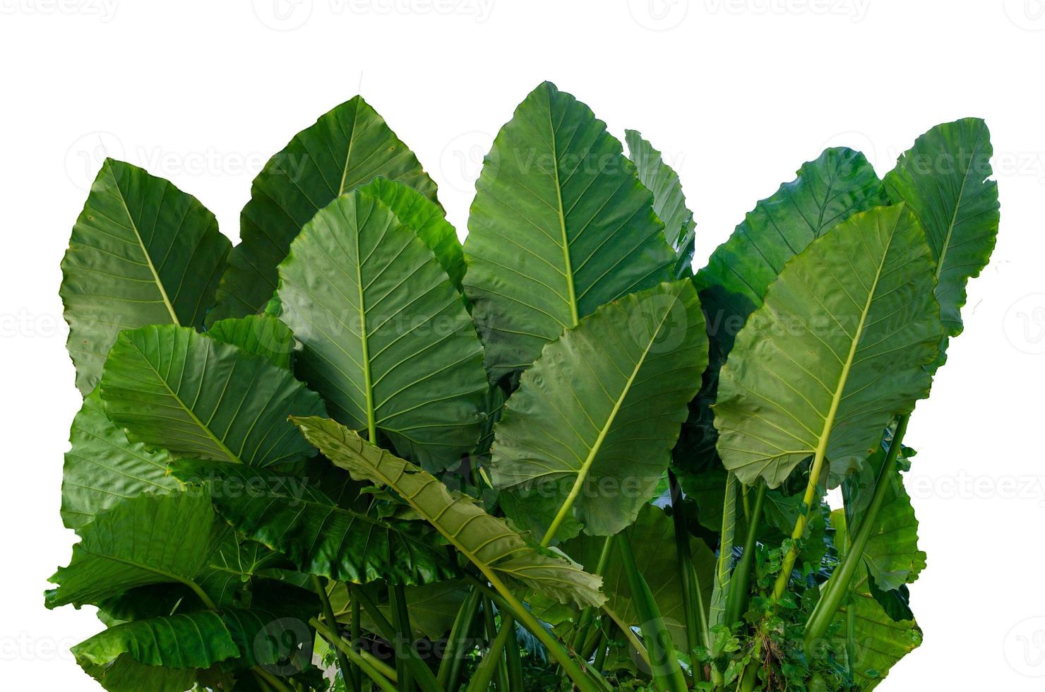 folhas calathea ornata pin stripe fundo branco isolado foto