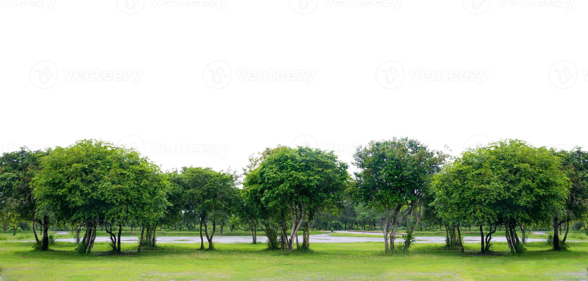 banner de fundo branco de árvore panorâmica foto