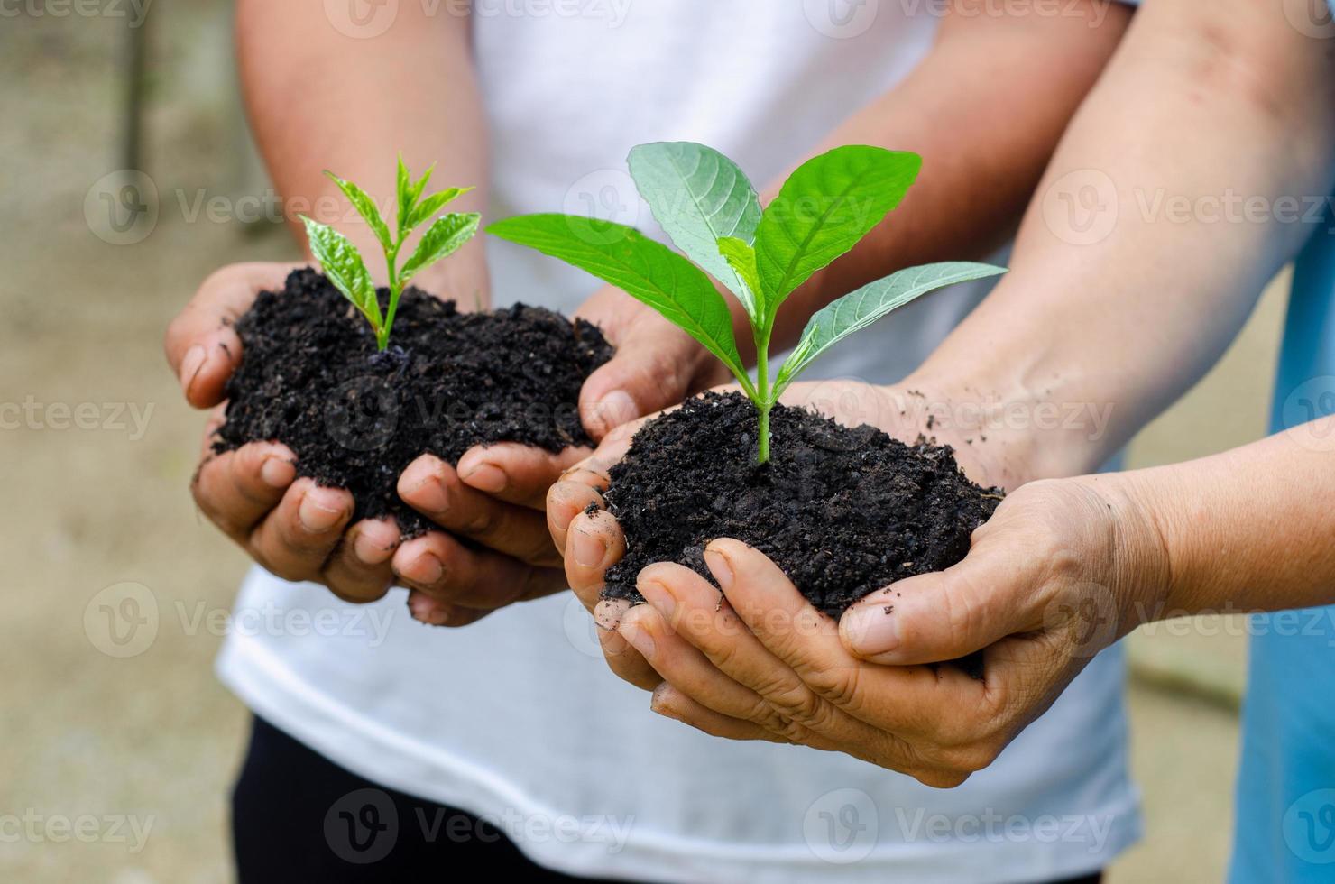 meio ambiente dia da terra nas mãos de mudas de cultivo de árvores. bokeh fundo verde feminino mão segurando uma árvore no campo natureza grama foto