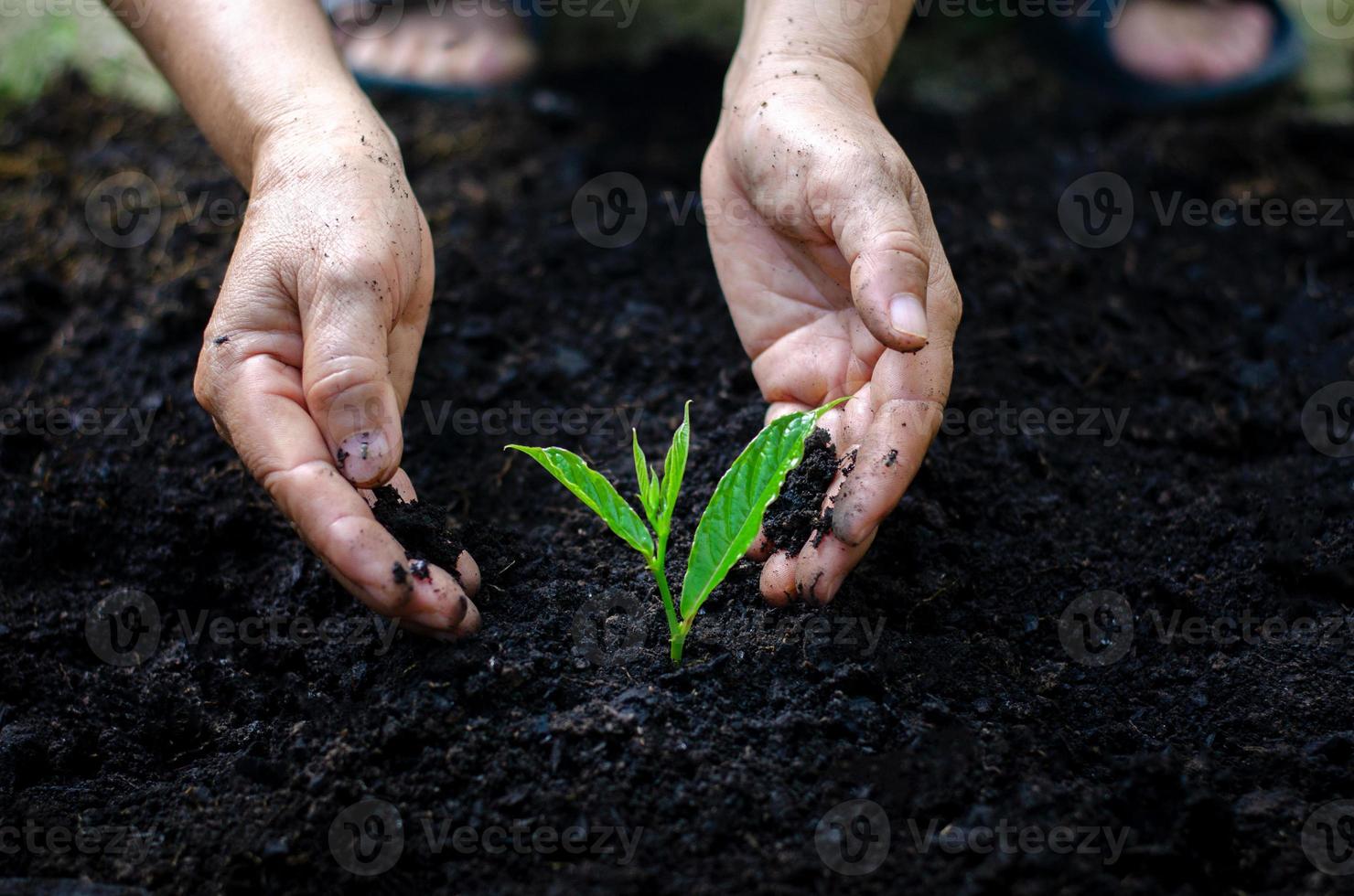 meio ambiente dia da terra nas mãos de mudas de cultivo de árvores. bokeh fundo verde feminino mão segurando uma árvore no campo natureza grama foto