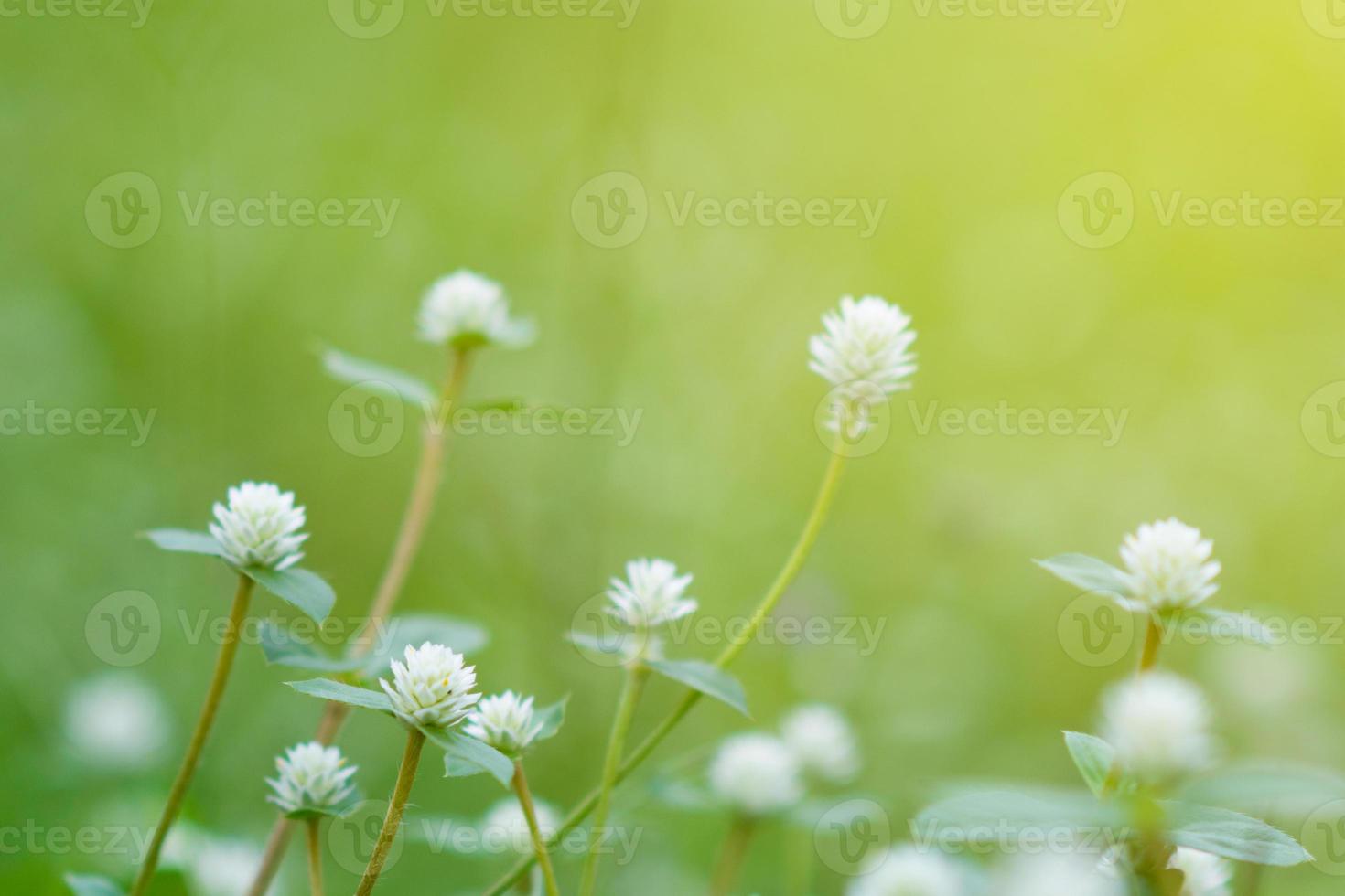 folhas desfocadas grama verde fresca dof paisagem de plantas verdes naturais usando como plano de fundo ou papel de parede foto