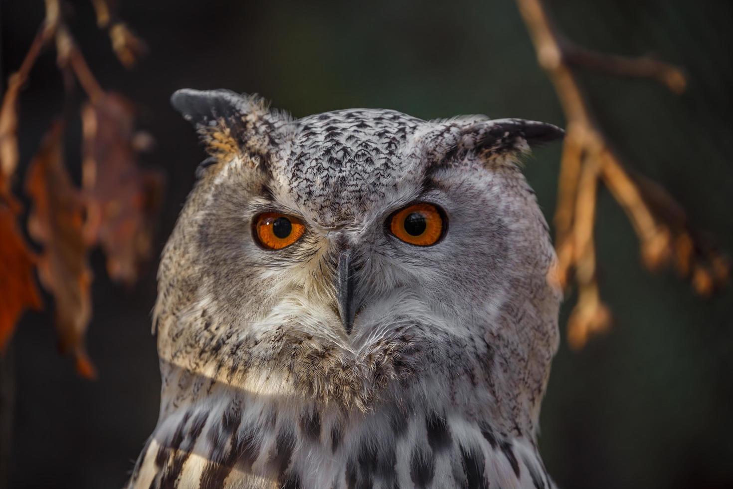 coruja de águia eurasian foto