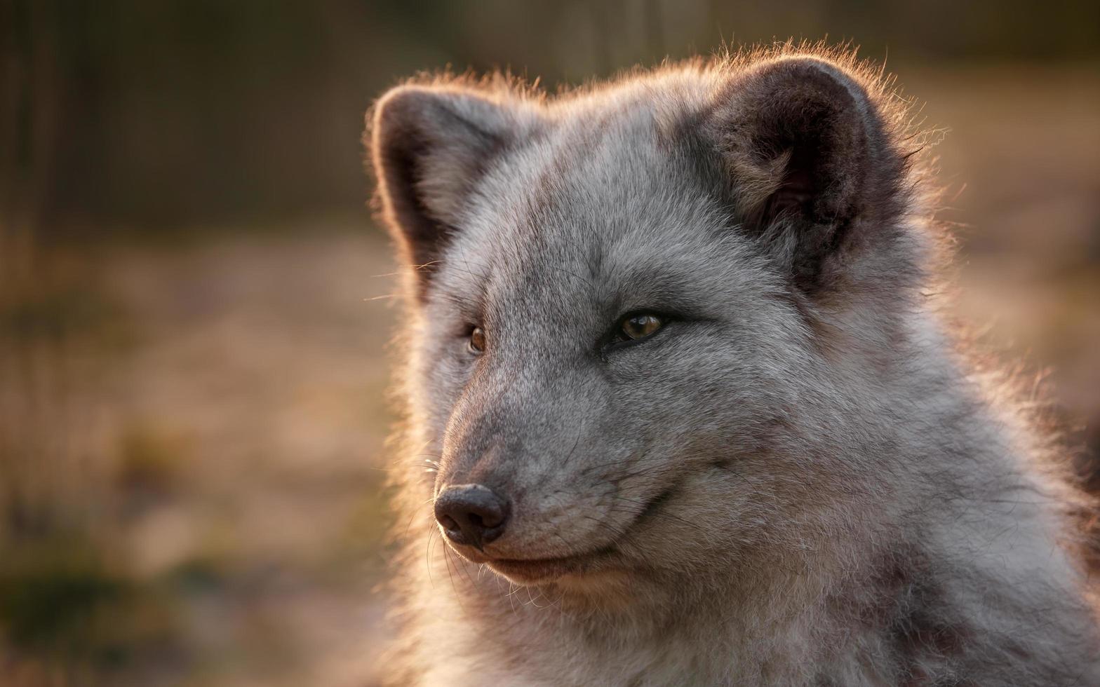 retrato de raposa ártica foto