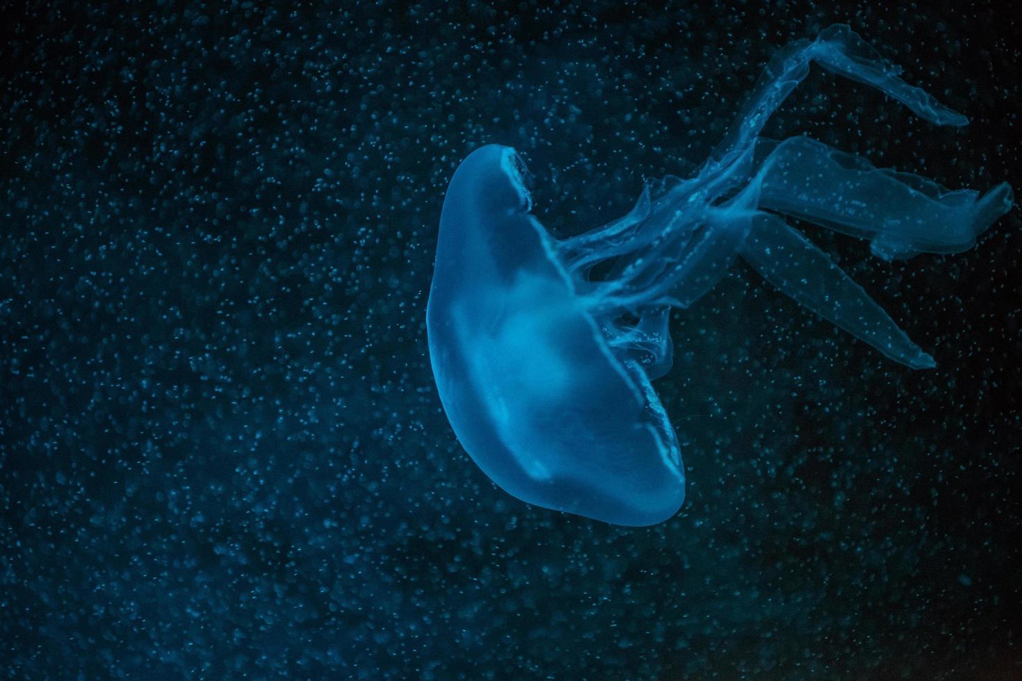 detalhe de aurelia aurita foto