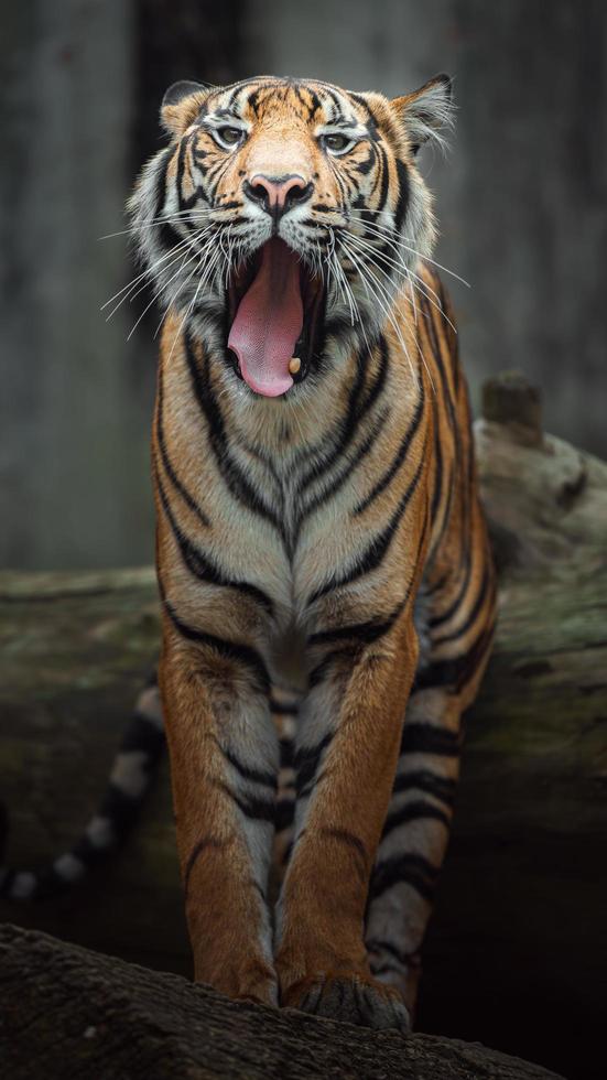 retrato de tigre sumatra foto