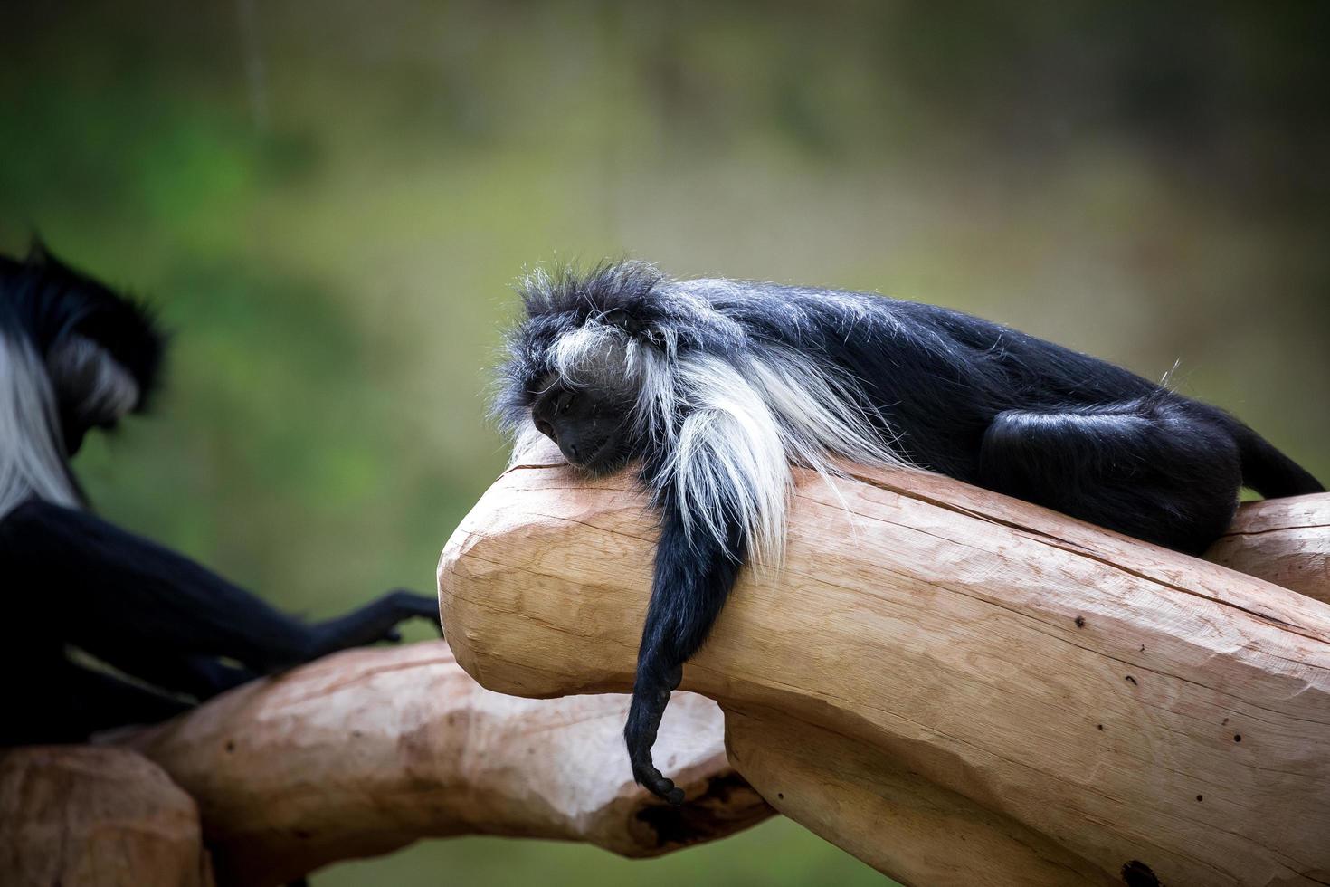 angola colobus dormindo foto