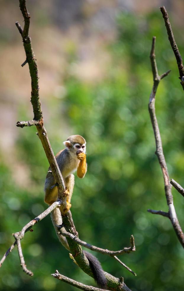 macaco esquilo comum foto