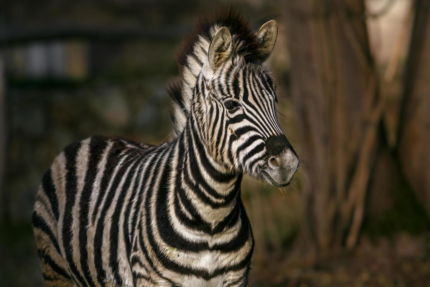 retrato de zebra foto