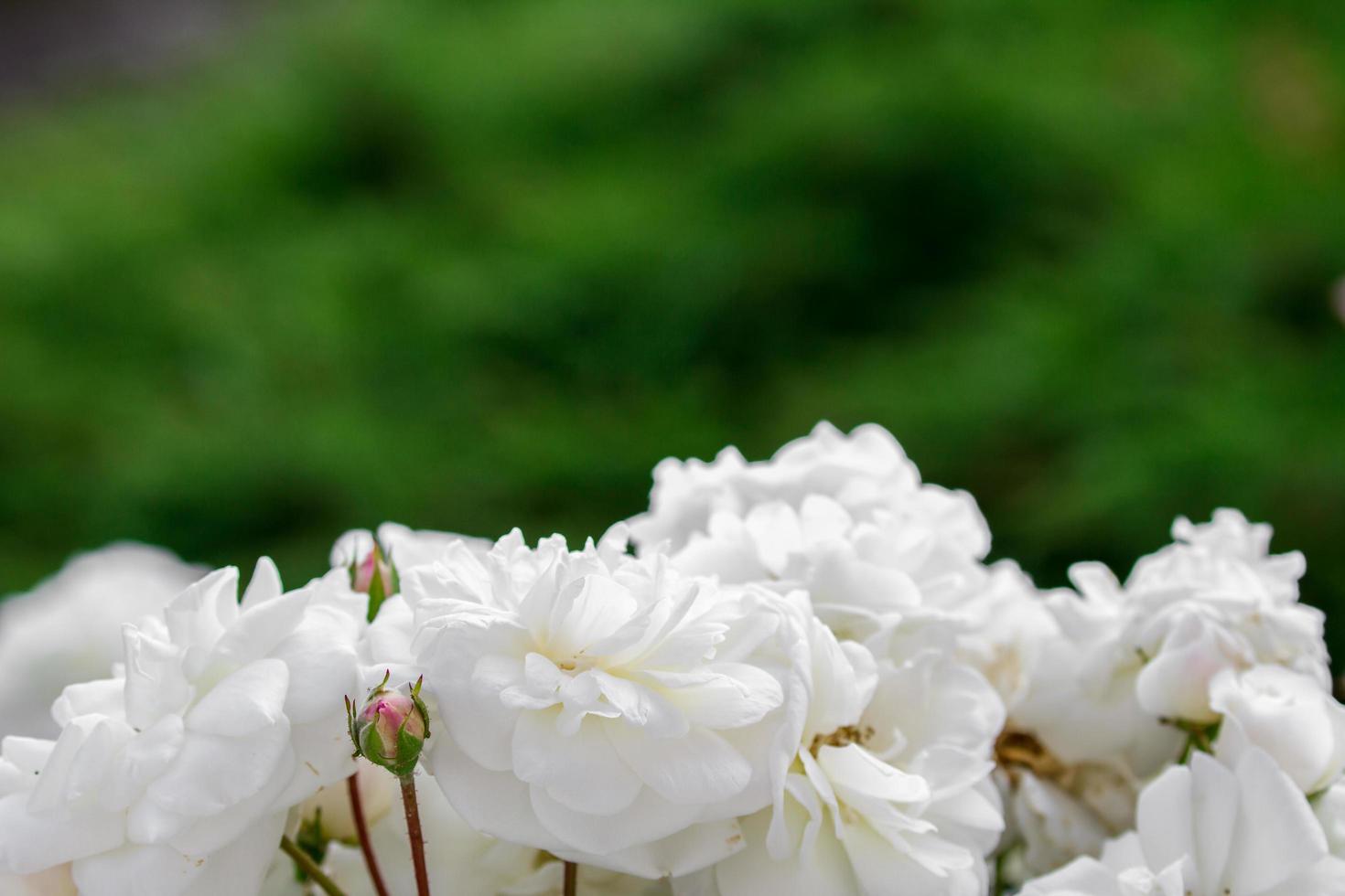 detalhe de rosas brancas foto
