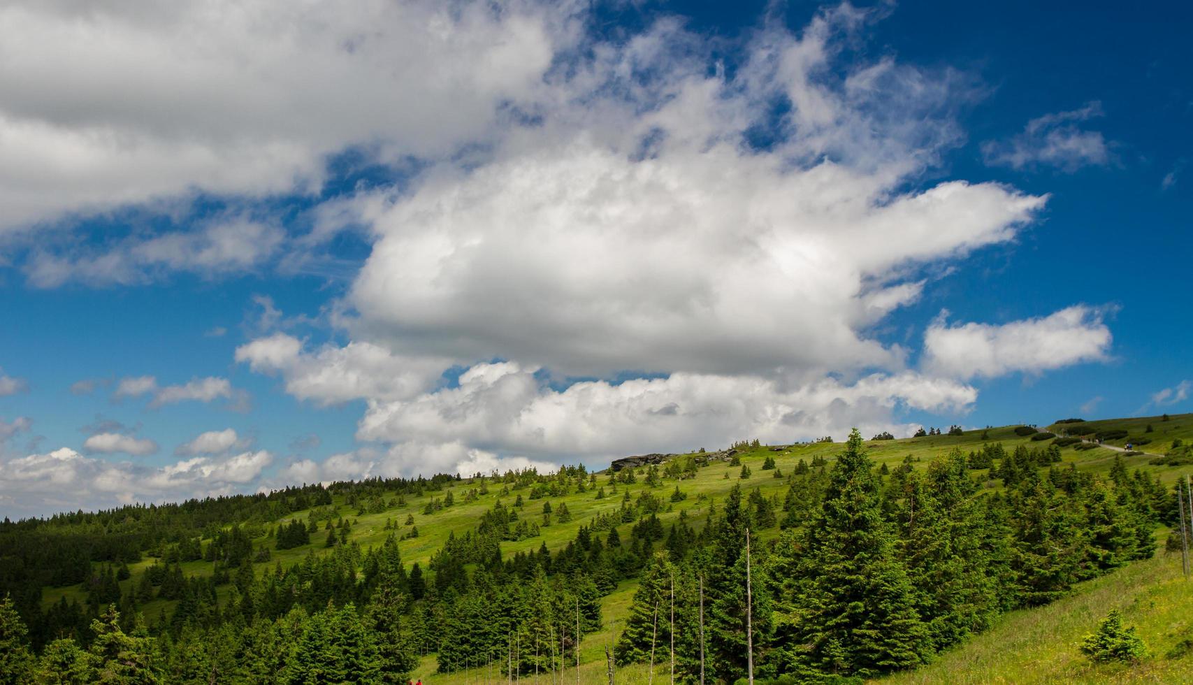 floresta de verão nas montanhas foto