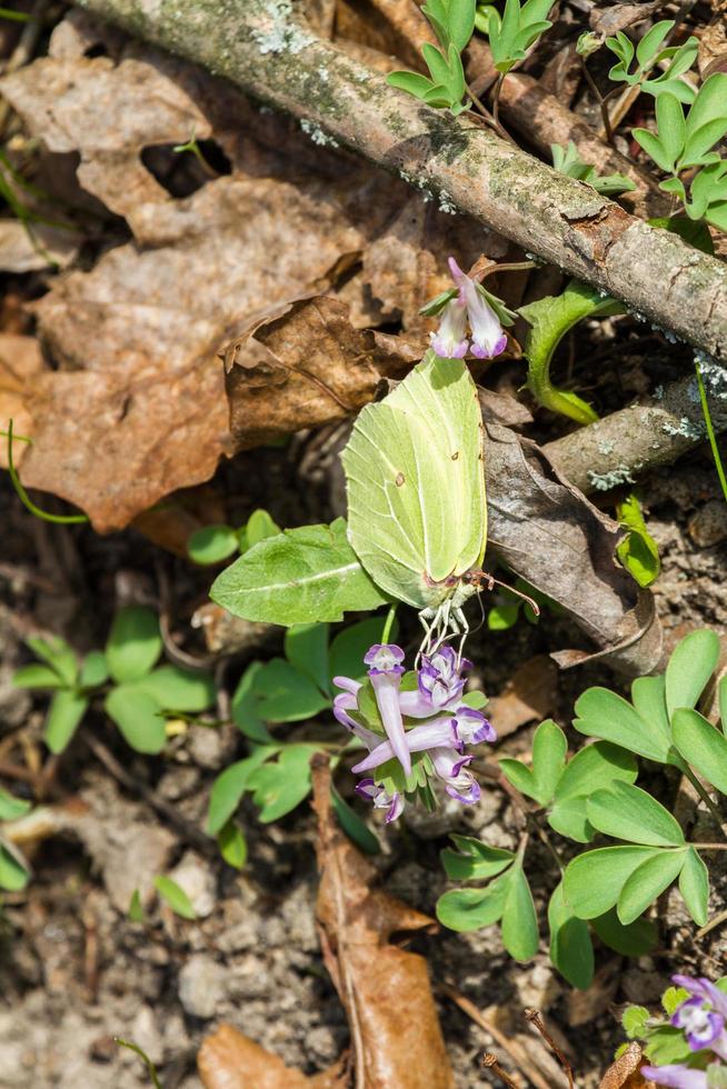 gonepteryx rhamni em flor foto