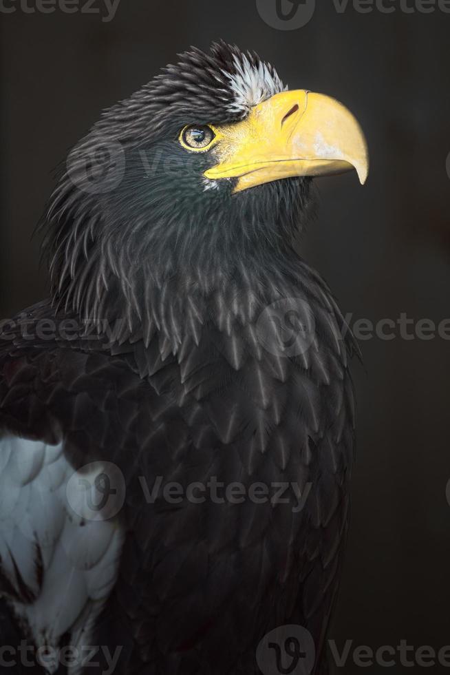 Stellers Sea Eagle foto