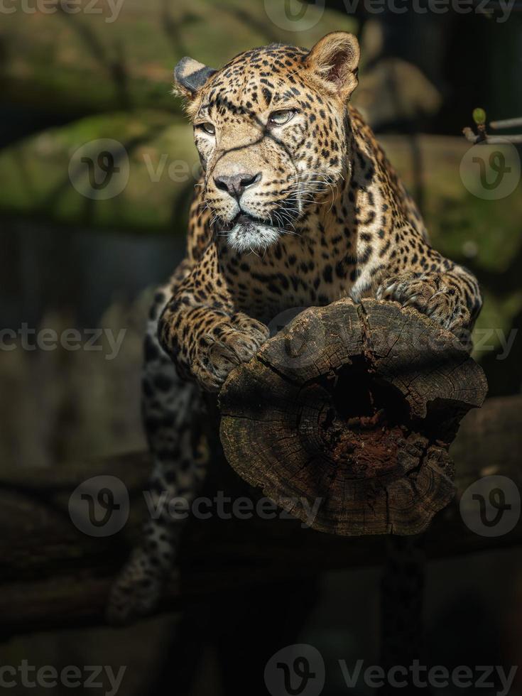 leopardo do sri lankan foto