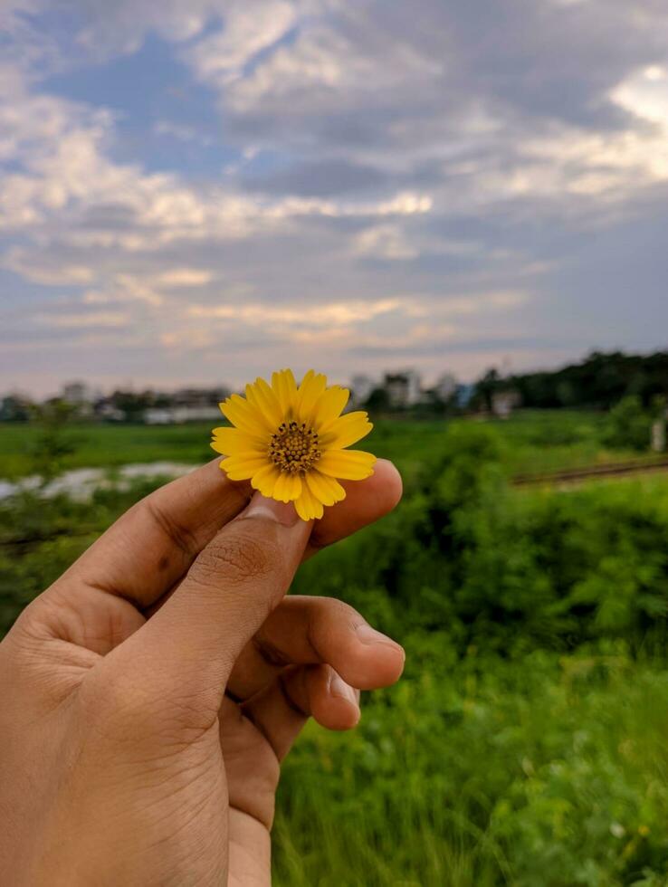 fechar acima masculino mão segurando flores silvestres acima Primavera vale conceito foto. primeiro Visão mão fotografia com fundo. Alto qualidade cenário para papel de parede, viagem blog, revista, seletivo foco foto