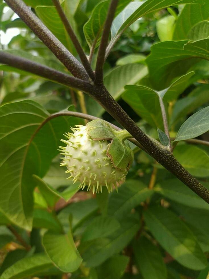 zinia gracioso ou Melhor conhecido de a científico nome zínia Elegans é 1 do a a maioria famoso anual floração plantas do a gênero zinia. foto