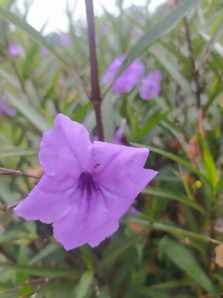 isto roxa flor é conhecido dentro Indonésia Como kencana ungu. Ruélia simples, a mexicano petúnia, mexicano bluebell ou britton's selvagem petúnia, é uma espécies do floração plantar dentro a família acantácea foto