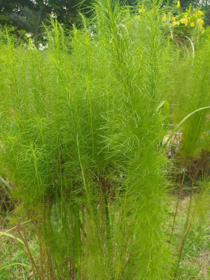 eupatório capillifolium, ou funcho, é uma norte americano perene herbáceo plantar dentro a família asteraceae, nativo para a Oriental e Central sul Unidos estados. foto