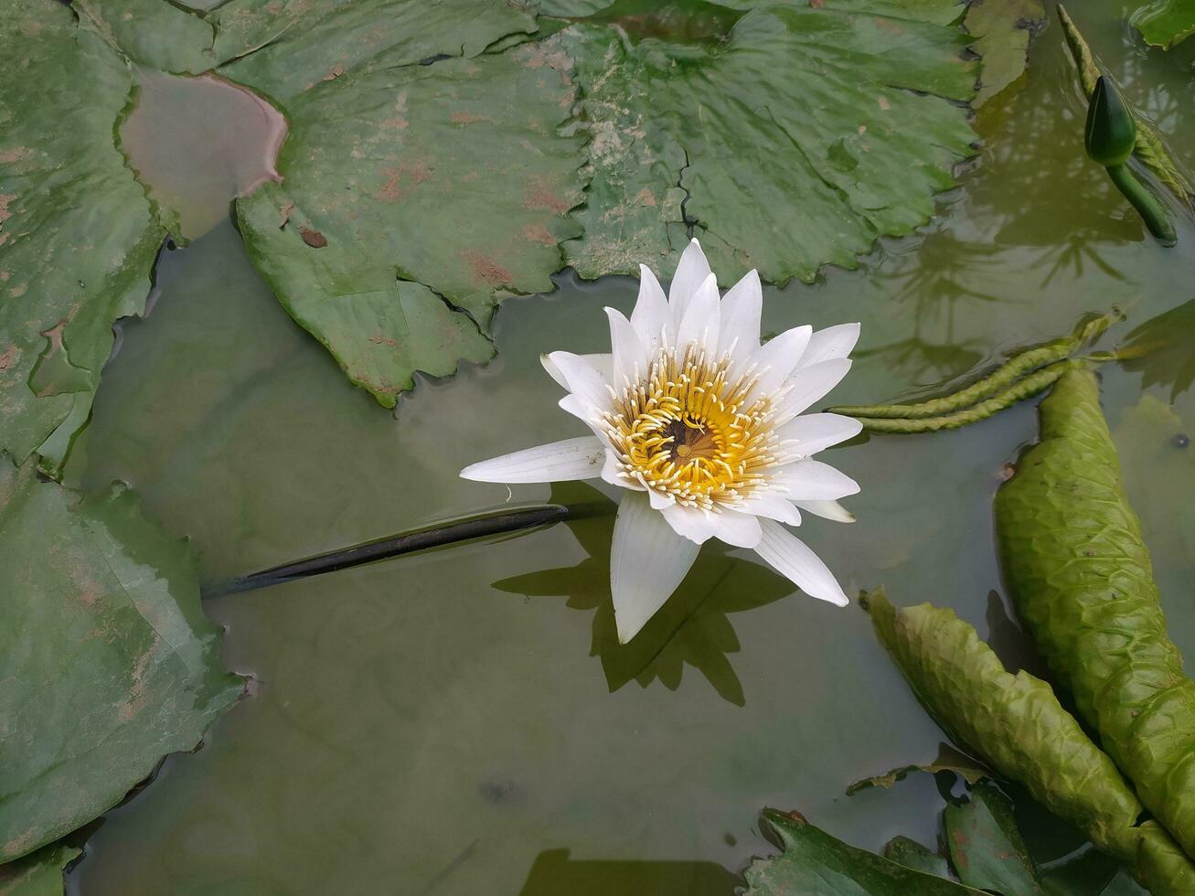 lindo branco lótus flores estão acima a lago. ninfa Alba, a branco nenúfar, europeu branco água lírio ou branco nenuphar, é a aquático floração plantar dentro a família nymphaeaceae foto