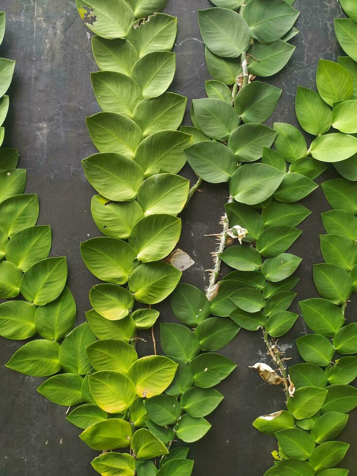 plantar escalada dólar ou ficus pumila crescendo em uma cinzento muro. rastejante ou escalada dólar é uma espécies do videiras originário a partir de a gênero fícus, isto plantar é nativo para leste e sudeste Ásia. foto