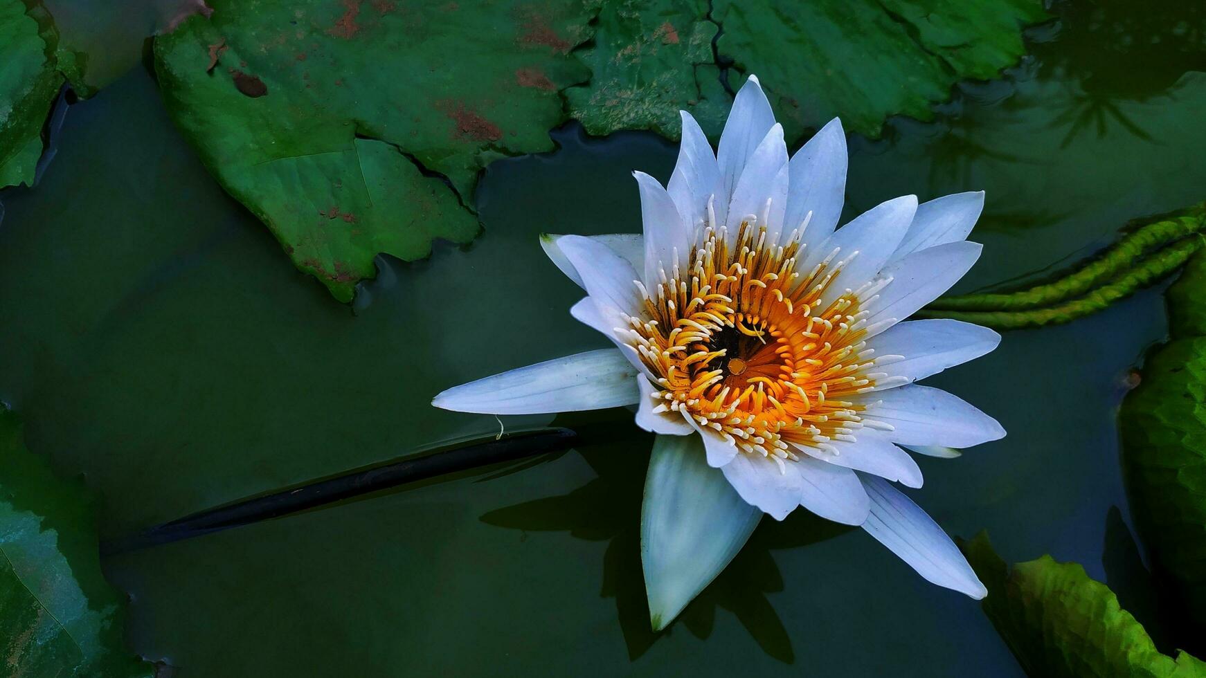 lindo branco lótus flores estão acima a lago. ninfa Alba, a branco nenúfar, europeu branco água lírio ou branco nenuphar, é a aquático floração plantar dentro a família nymphaeaceae foto