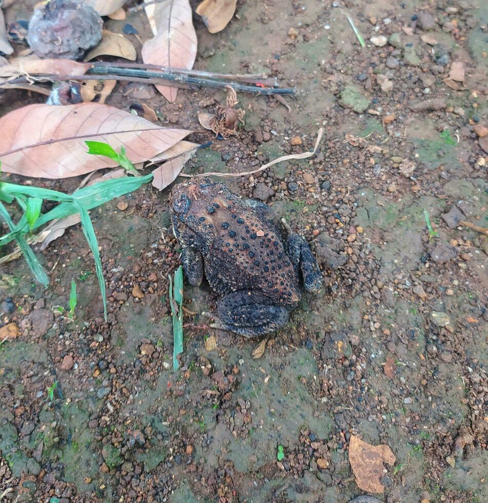 a rã debaixo a árvore ou casa rã tem a científico nome bufo melanostictus schneider. foto