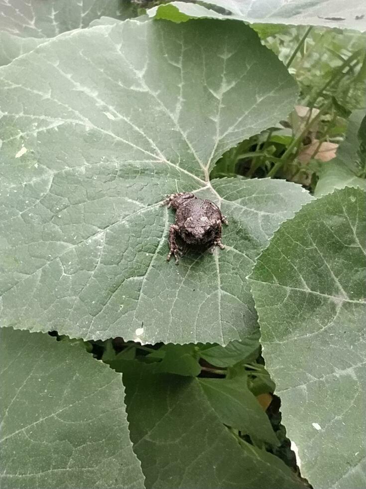 uma bebê sapo, bufo melanostictus schneide, estava sentado em uma ampla abóbora folha. foto