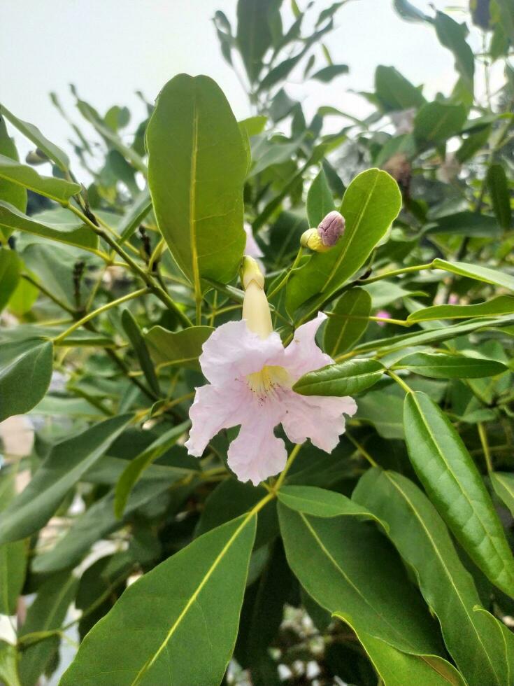 tabebuia impetiginosa ou Rosa trompete é a ornamental plantar qual, quando visto a partir de uma distância, se assemelha uma cereja Flor árvore. foto