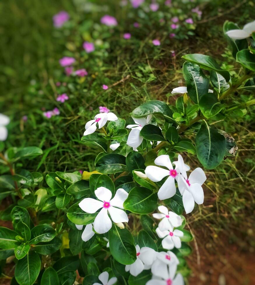 esses branco flores dentro Indonésia estão conhecido Como tapak dar ou catharanthus Roseus vestir. foto