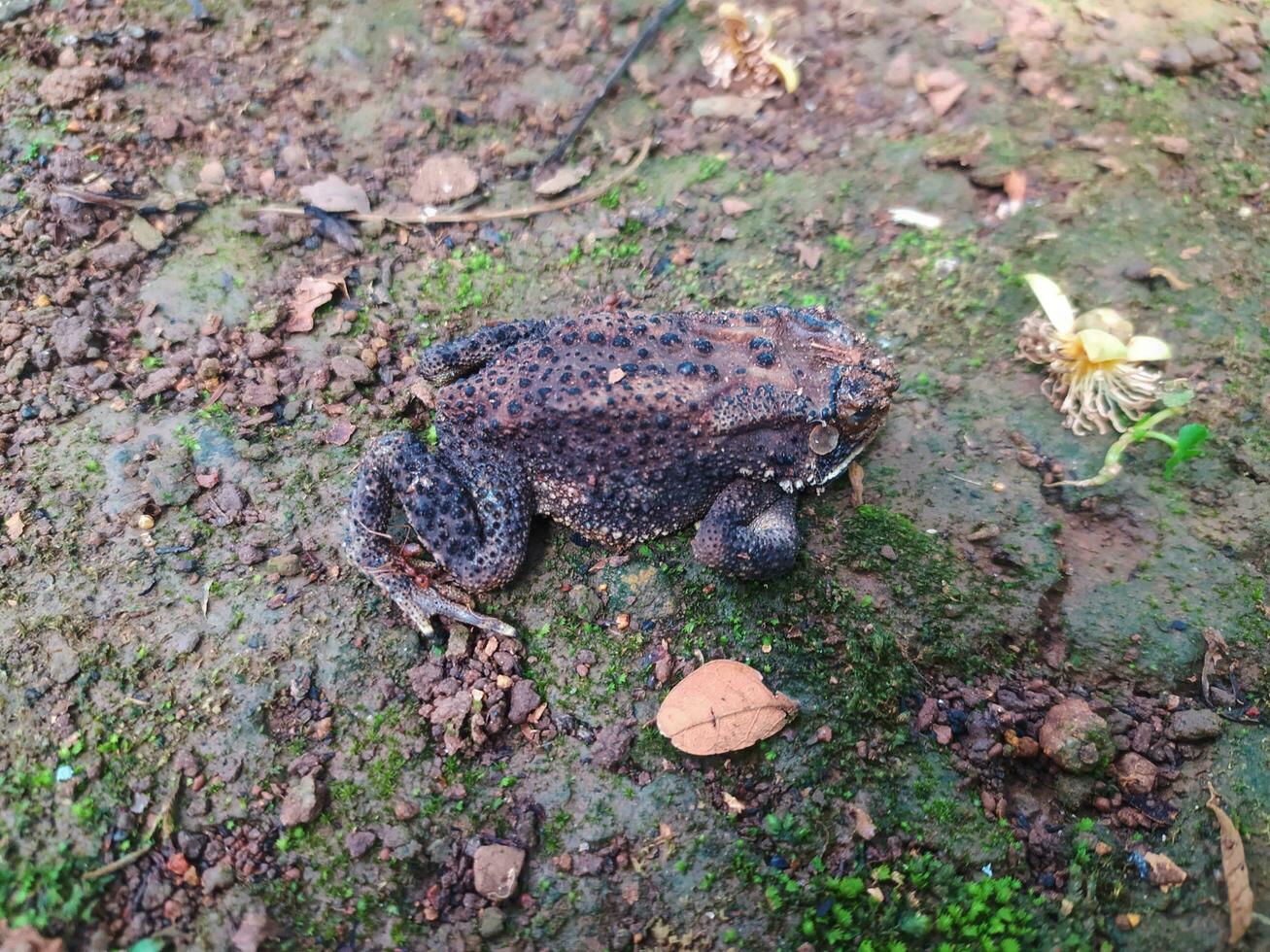 a rã debaixo a árvore ou casa rã tem a científico nome bufo melanostictus schneider. foto