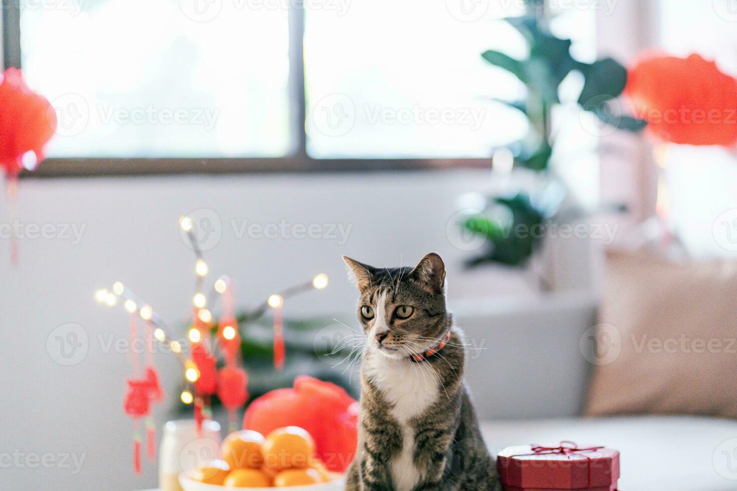 gato preparar chinês Novo ano celebrações às lar. fofa doméstico cabelo curto gato colocando tradicional pingente para a chinês lunar Novo ano para Boa sorte. chinês palavra significa bênção foto