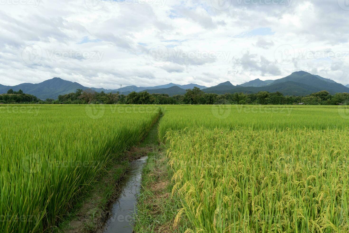 verde terraço arroz campo. arroz é crescendo dentro a campo fundo foto
