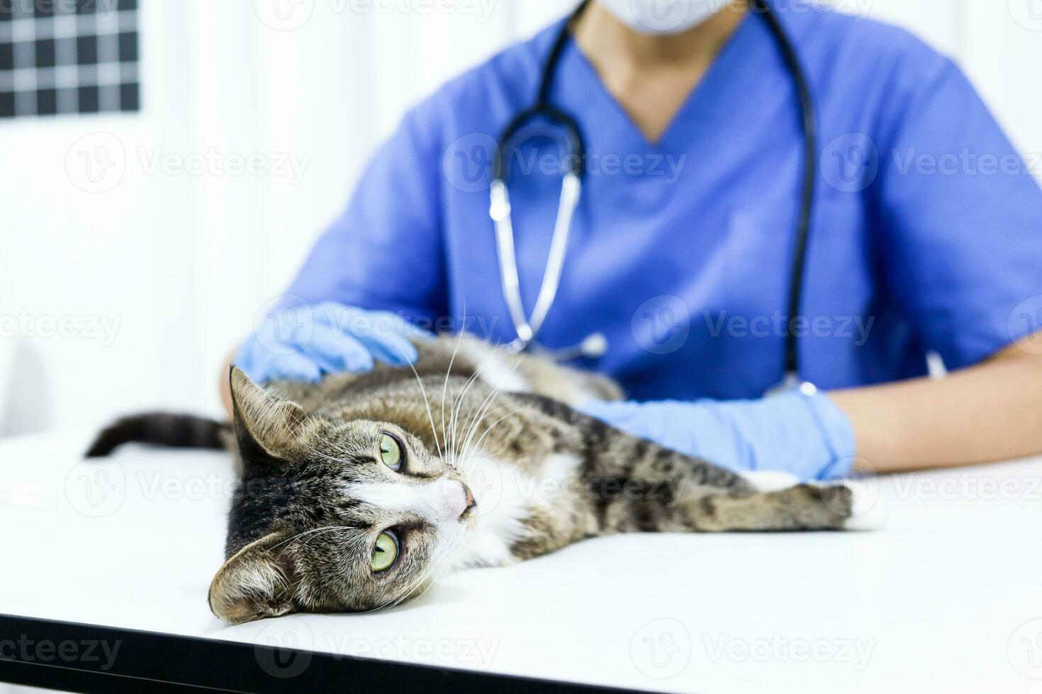 gato em exame mesa do veterinário clínica. veterinário Cuidado. veterinario médico e gato. foto