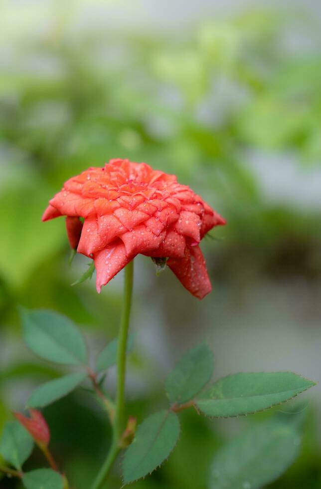 uma rosa com gotas de chuva em suas pétalas. feche a pequena rosa chamada rosa de damasco, cor de rosa velha, mostrando pétalas e camadas de flores, luz natural, ao ar livre foto