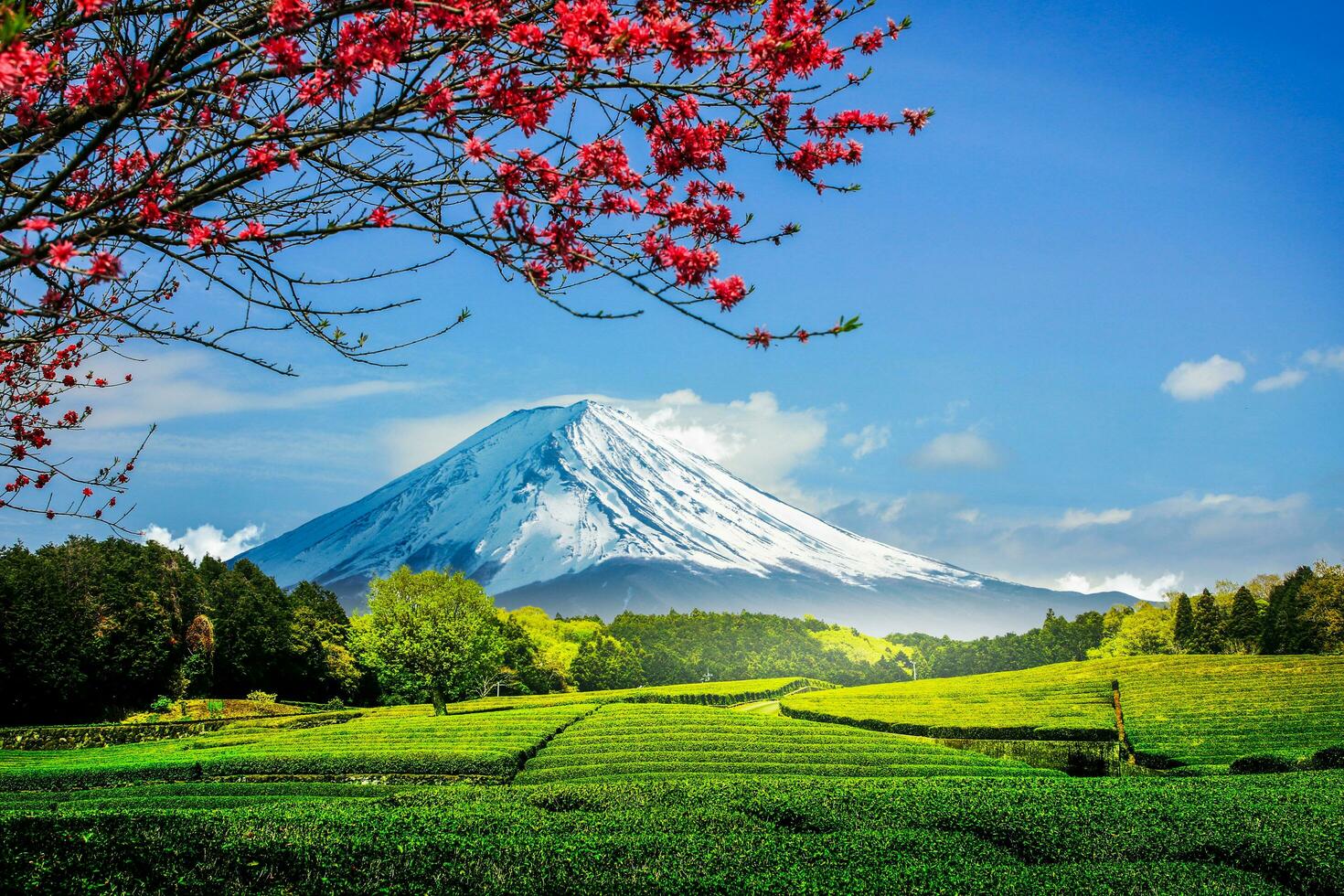 chá plantação em a costas negligenciar montar Fuji com Claro céu dentro shizuoka, obuchi sasaba, Japão foto