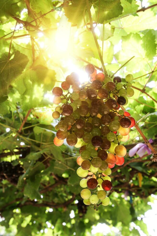 maduro uvas pendurado em vinhas do uva árvores foto