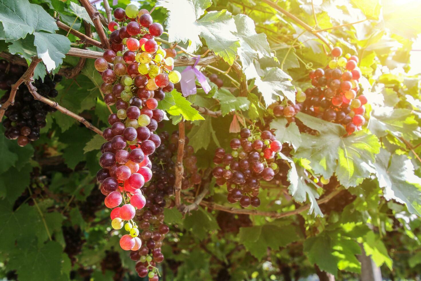 maduro uvas pendurado em vinhas do uva árvores foto