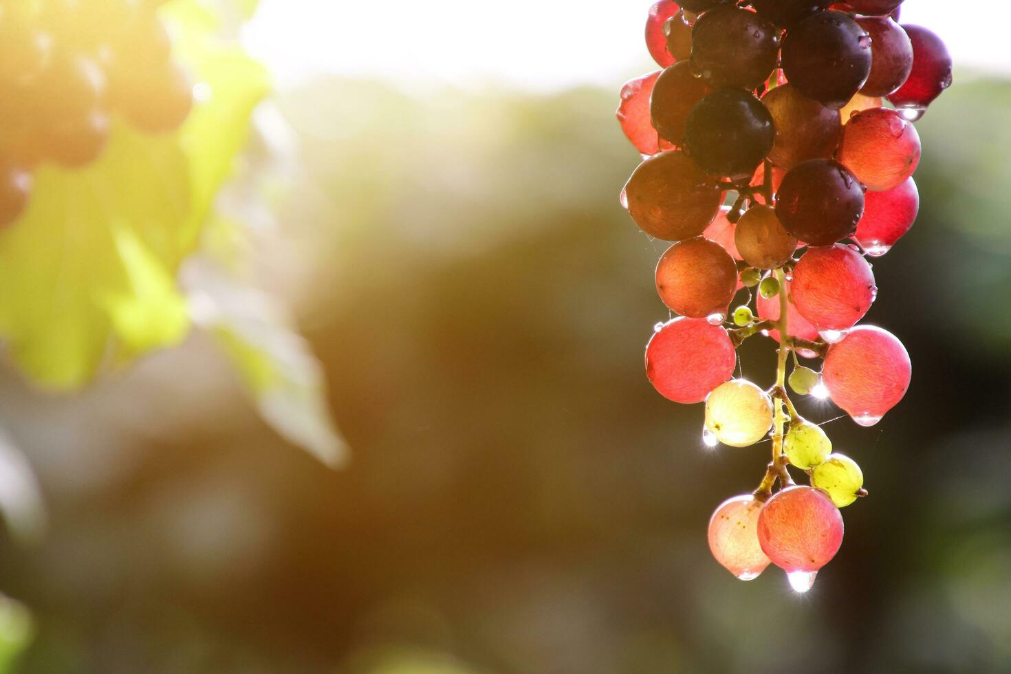 maduro uvas pendurado em vinhas do uva árvores foto