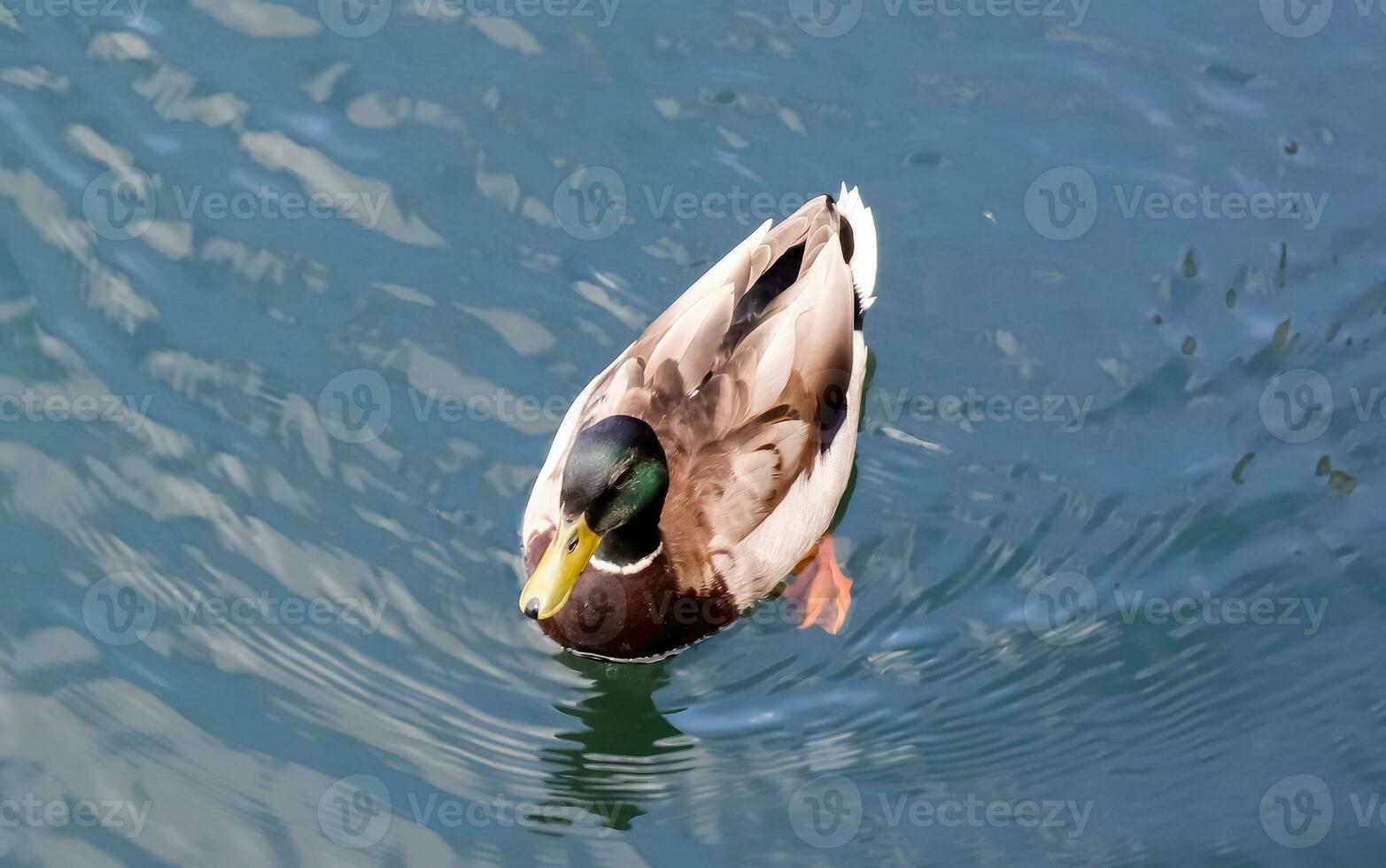 lindo casal de patos nadando na água em uma costa na alemanha. foto