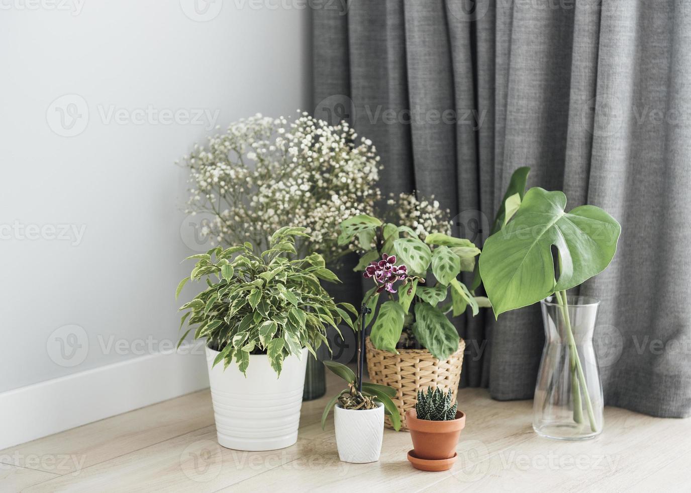 diferentes plantas de casa no chão foto