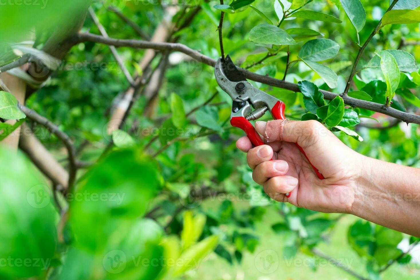 fechar acima mão do jardineiro poda ramo do árvore dentro Fazenda foto