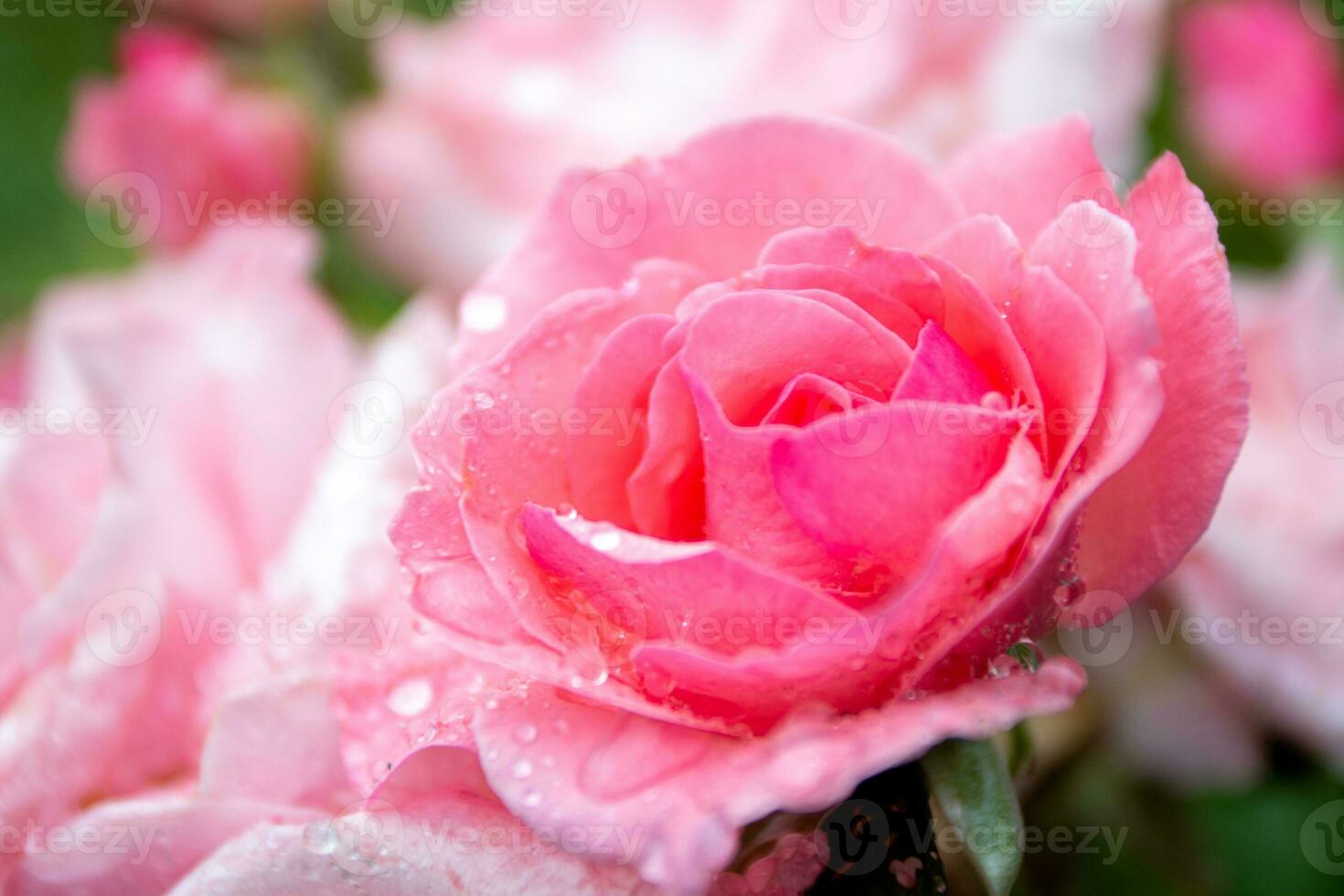 jardim Rosa rosa fechar-se plantas e flores foto