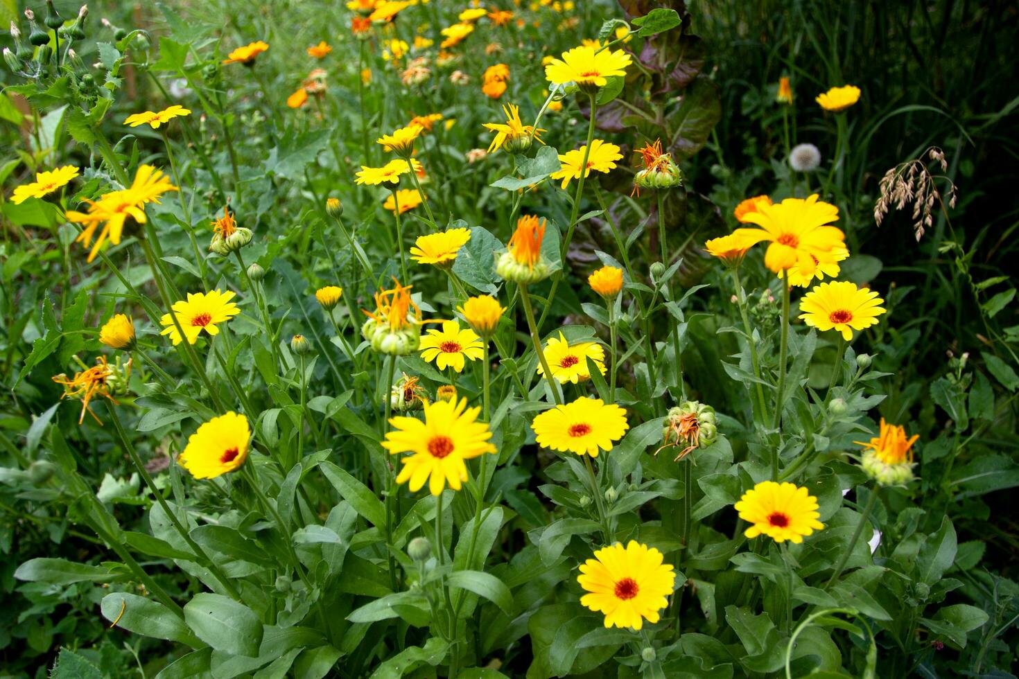 grande quantidade do amarelo calêndula flores e verde folhagem foto
