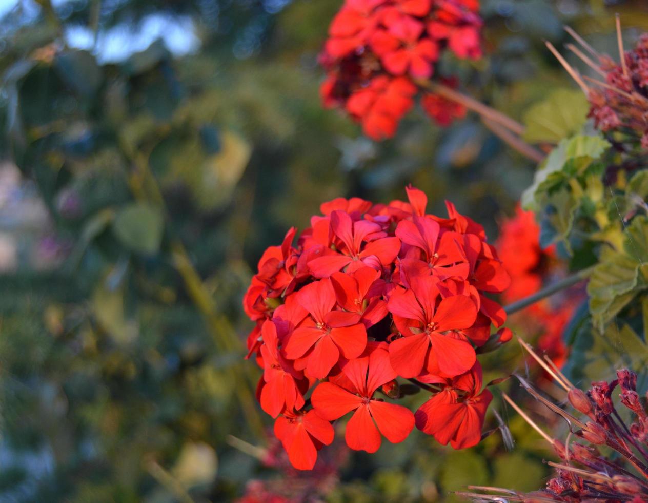 flores vermelhas na primavera foto