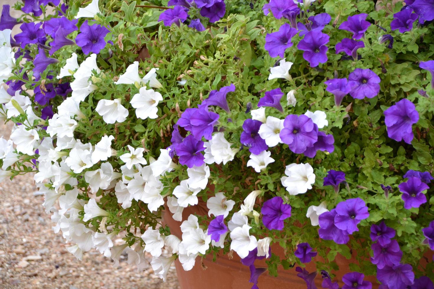 flores lilases e brancas na primavera foto