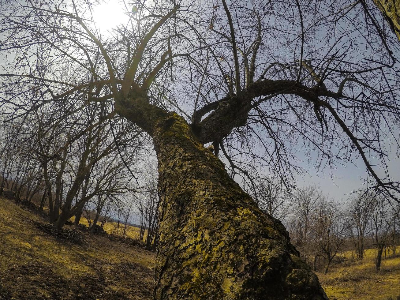a árvore da primavera. foto